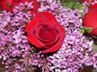 store roses but my lilacs