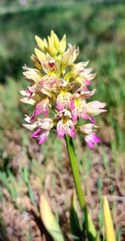 Orchis tochniana