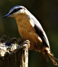 Nuthatch IN THE EVENING LIGHT