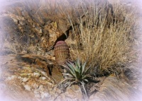 The canyon floor
