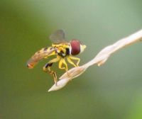 Sweat Bee, Halictidae