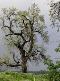 budding Spring