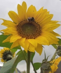 Bumblebee visitor
