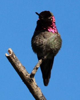 Anna's Hummingbird Male, Batiquitos Lagoon, Carlsbad, California
