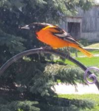 new visitor to birdfeeder