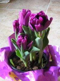 Tulips