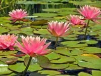 pink-lily-pad-flowers