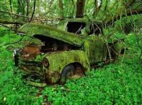 mossy find