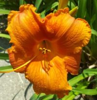 Hot Town Daylily