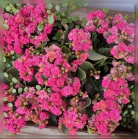 Kalanchoe