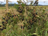 Oregon blackberry season