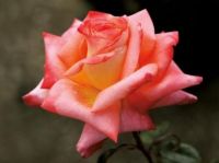 růžička pro přátele na jigidi...rose for friends to jigidi ...