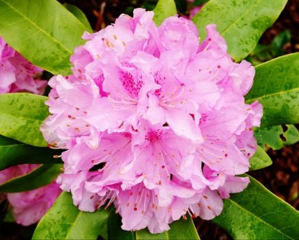 The Rhodies are in Bloom