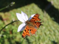 Comma butterfly - Polygonia c-album in our garden