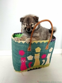 Eurasier pup to go