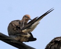 Grooming Mourning Dove, San Elijo Lagoon, Cardiff, California