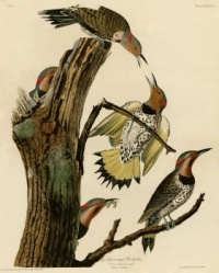 John James Audubon (1785–1851) - Golden Winged Woodpecker / Resize from 12 to 550 pieces.
