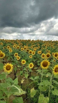 Sunflower Survival Prayers