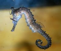 Sea Horses