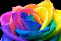 RAINBOW ROSE