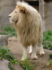 Theme - White Lion