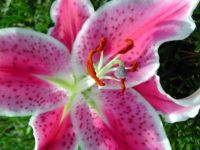 Lovely Pink Lily (Extra Large)