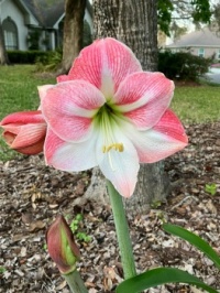 Amaryllis from a friend in Florida