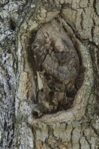 Just a photo of an owl who really knows how to hide, huh? Enlarge your puzzle after you solve it. This is not the "find-em" for today.