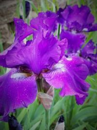 2017 Iris Garden