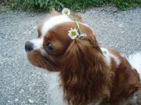 Daisy wearing daisies
