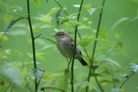 Birds in Holland