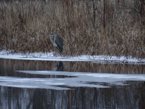 now I know why he is a Great BLUE Heron! 