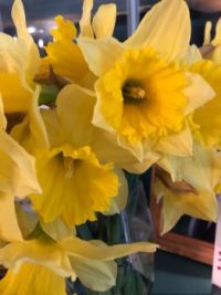 April Daffodils