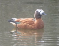 Ruddy shelduck