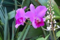 Orchids next door....