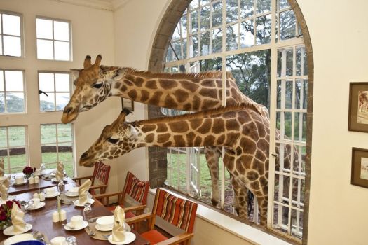 Giraffe Manor 2
