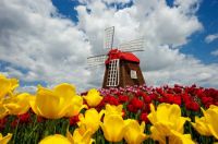Windmill-and-tulips