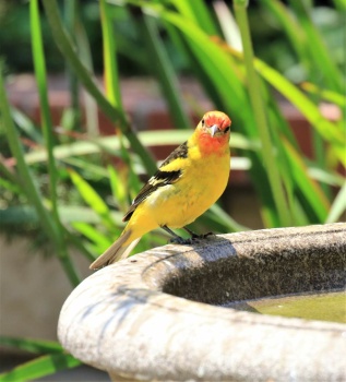 2021 05-18 Western Tanager