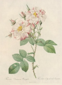 Redoute - Rosa damascena variegata