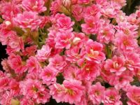 kalanchoe_flowers_pink-challenge
