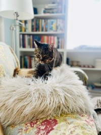 Making Biscuits