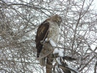 A Hawk in Central Park