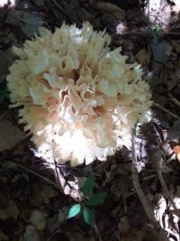 Cauliflower mushroom.