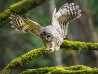 Gorgeous owl
