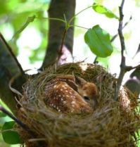 A fawn in its nest