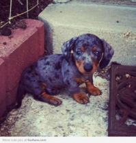 ABANDONED PUPPY SAYS... "PWEEZ, WEEL YOU TAKES ME HOME WIFF YOU?... 