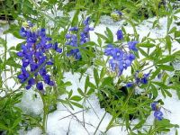 A rare snow on Texas wildflowers