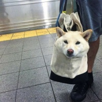 NYC Subway Banned Dogs Unless They Fit In a Bag, Dog Owners Did Not Disappoint - 1 of 4
