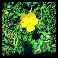 Buttercup