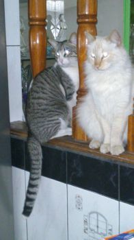DANILO Y ONASIS